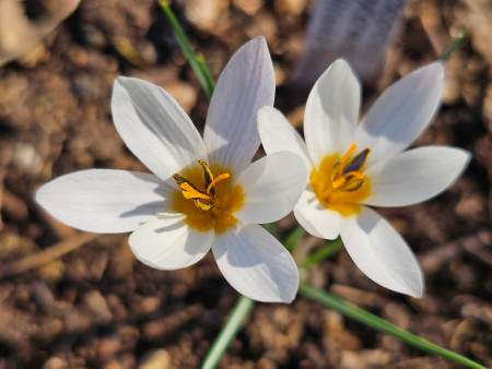 Crocus crewei